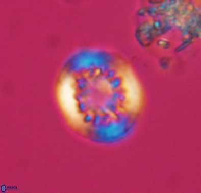 Cretarhabdus barremianus 10634