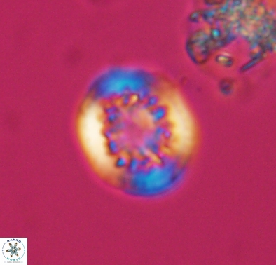 Cretarhabdus barremianus 10634