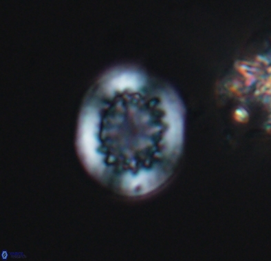 Cretarhabdus barremianus 10635