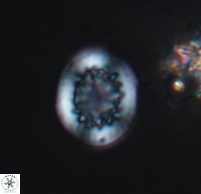 Cretarhabdus barremianus 10635