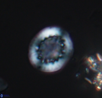 Cretarhabdus barremianus 10637