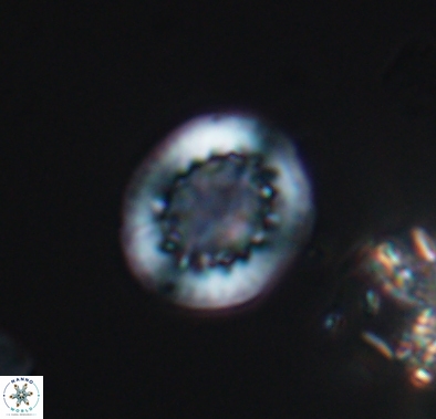 Cretarhabdus barremianus 10637