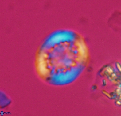 Cretarhabdus barremianus 10638