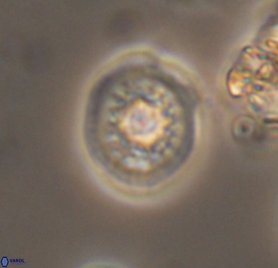 Cretarhabdus barremianus 10640