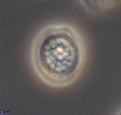 Cretarhabdus barremianus 10743