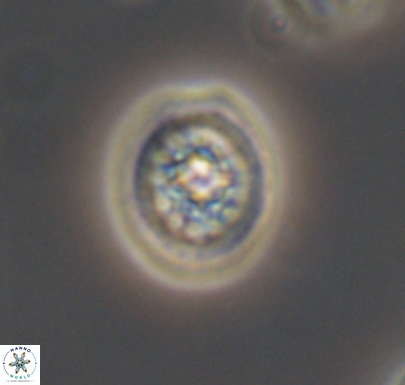 Cretarhabdus barremianus 10743