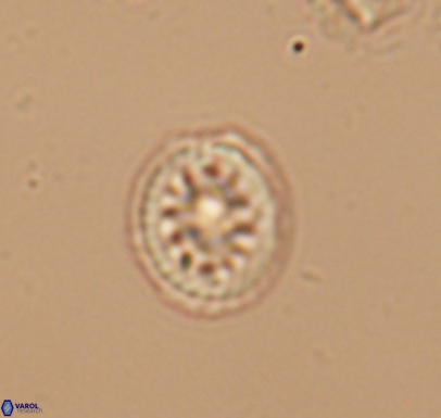 Cretarhabdus barremianus 10744