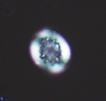 Cretarhabdus barremianus 10745