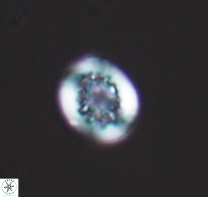 Cretarhabdus barremianus 10745