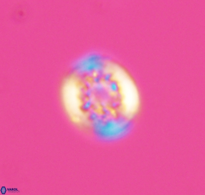 Cretarhabdus barremianus 10746