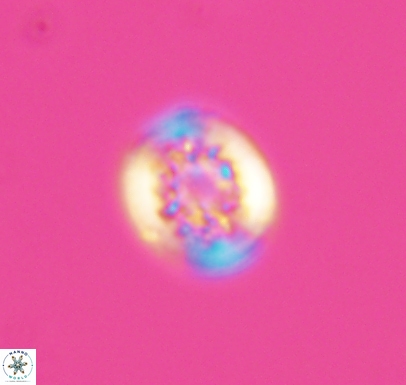 Cretarhabdus barremianus 10746