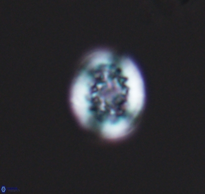 Cretarhabdus barremianus 10747