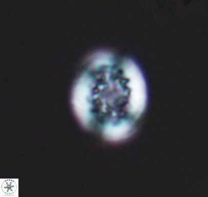Cretarhabdus barremianus 10747