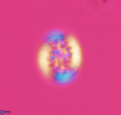 Cretarhabdus barremianus 10748