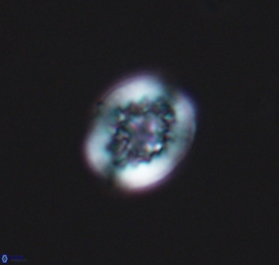 Cretarhabdus barremianus 10749