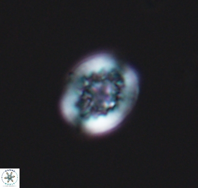 Cretarhabdus barremianus 10749