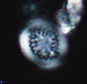 Cretarhabdus limbicrassa 10342