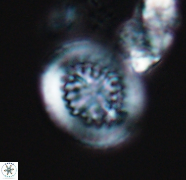 Cretarhabdus limbicrassa 10342