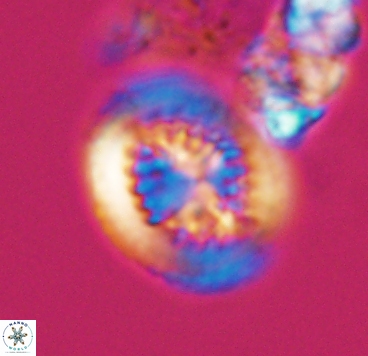 Cretarhabdus limbicrassa 10343
