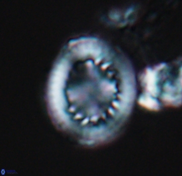 Cretarhabdus limbicrassa 10344