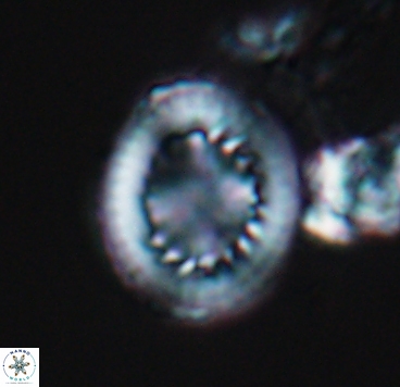 Cretarhabdus limbicrassa 10344