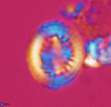 Cretarhabdus limbicrassa 10345