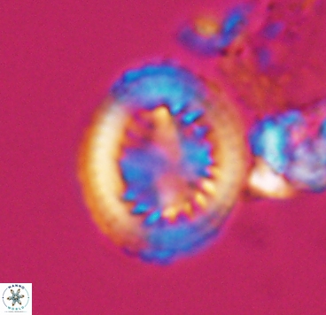 Cretarhabdus limbicrassa 10345