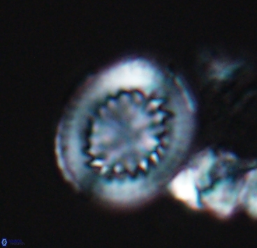 Cretarhabdus limbicrassa 10346