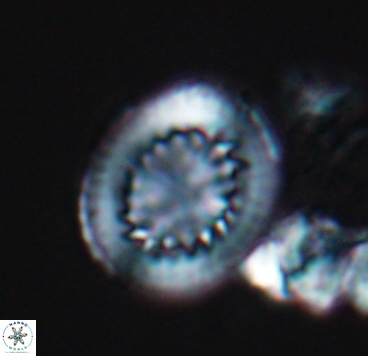 Cretarhabdus limbicrassa 10346
