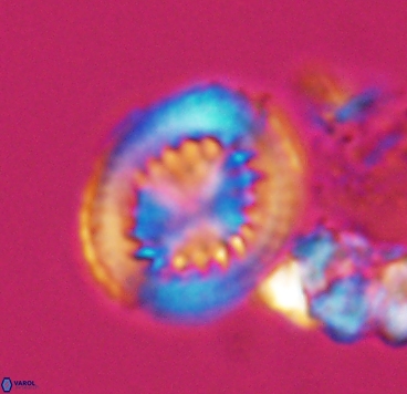 Cretarhabdus limbicrassa 10347