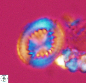 Cretarhabdus limbicrassa 10347