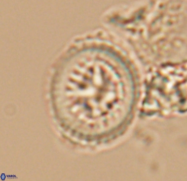 Cretarhabdus limbicrassa 10348