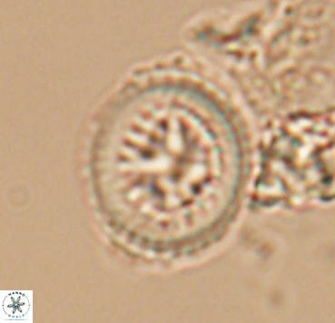 Cretarhabdus limbicrassa 10348