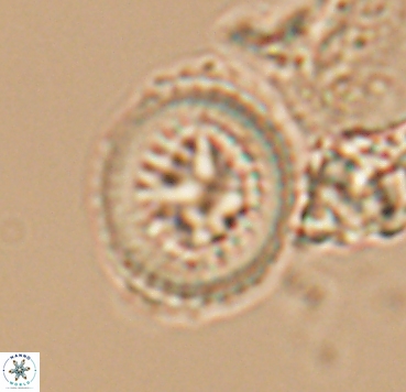 Cretarhabdus limbicrassa 10349