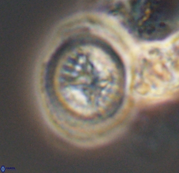 Cretarhabdus limbicrassa 10350