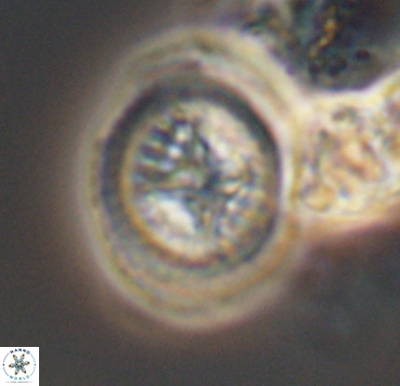 Cretarhabdus limbicrassa 10350