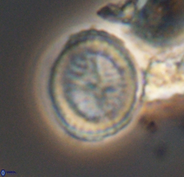 Cretarhabdus limbicrassa 10351