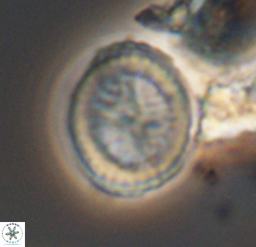 Cretarhabdus limbicrassa 10351