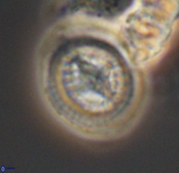 Cretarhabdus limbicrassa 10352