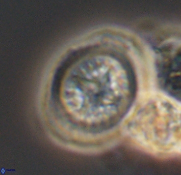 Cretarhabdus limbicrassa 10353