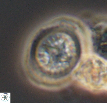 Cretarhabdus limbicrassa 10353