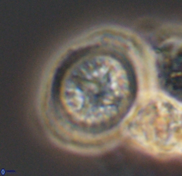 Cretarhabdus limbicrassa 10354