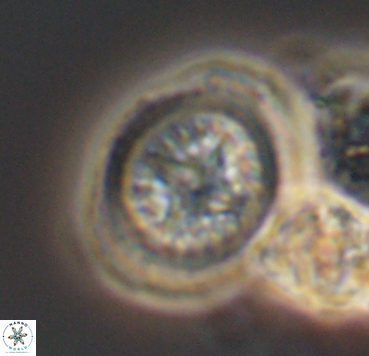 Cretarhabdus limbicrassa 10354