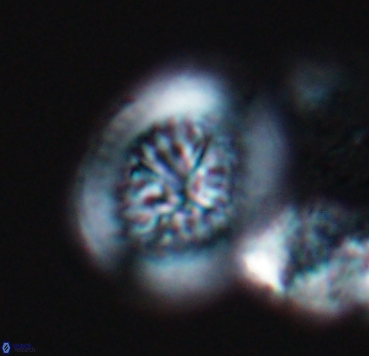 Cretarhabdus limbicrassa 10355