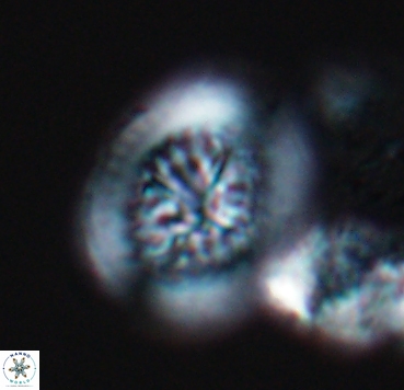 Cretarhabdus limbicrassa 10355