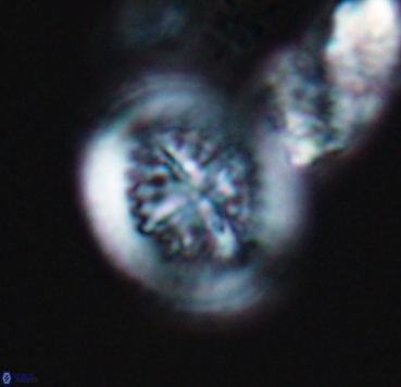 Cretarhabdus limbicrassa 10356