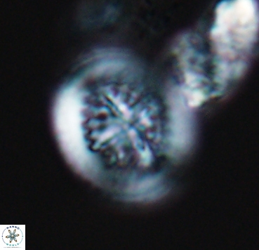 Cretarhabdus limbicrassa 10356