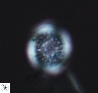 Cretarhabdus primus 10734