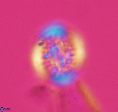 Cretarhabdus primus 10735