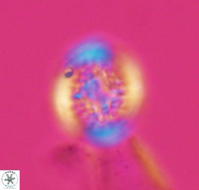Cretarhabdus primus 10735